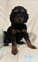 Luke F1B, a male Goldendoodle for sale in Harding, PA – 2 of 5