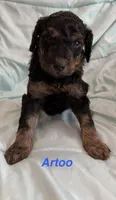 Artoo F1B, a male Goldendoodle for sale in Harding, PA – 3 of 5