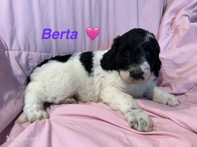 Berta F1B – Bernedoodle, Poodle - Standard  puppy for sale in Harding, PA