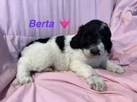 Berta F1B, a female Bernedoodle and Poodle - Standard  for sale in Harding, PA – 1 of 1