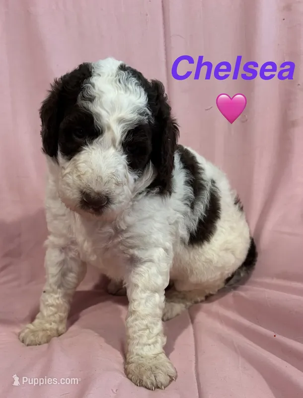 Chelsea F1B – Bernedoodle, Poodle - Standard  puppy for sale in Harding, PA