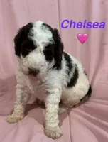 Chelsea F1B, a female Bernedoodle and Poodle - Standard  for sale in Harding, PA – 1 of 2