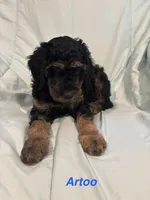 Artoo F1B, a male Goldendoodle for sale in Harding, PA – 2 of 5