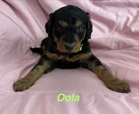 Oola F1B, a female Goldendoodle for sale in Harding, PA – 3 of 5