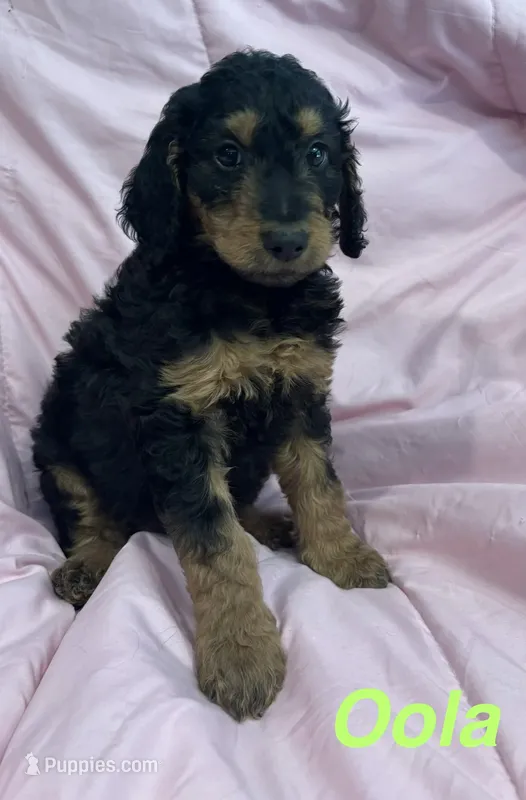 Oola F1B – Goldendoodle puppy for sale in Harding, PA