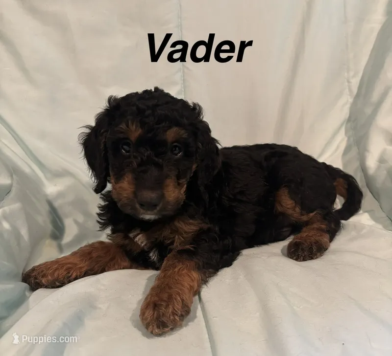 Vader F1B – Goldendoodle puppy for sale in Harding, PA