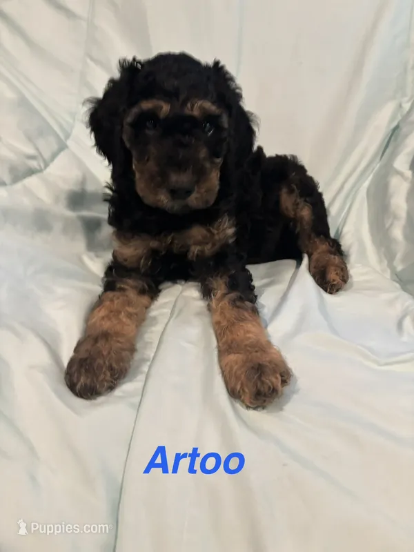 Artoo F1B – Goldendoodle puppy for sale in Harding, PA