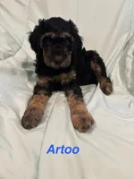 Artoo F1B, a male Goldendoodle for sale in Harding, PA – 1 of 5