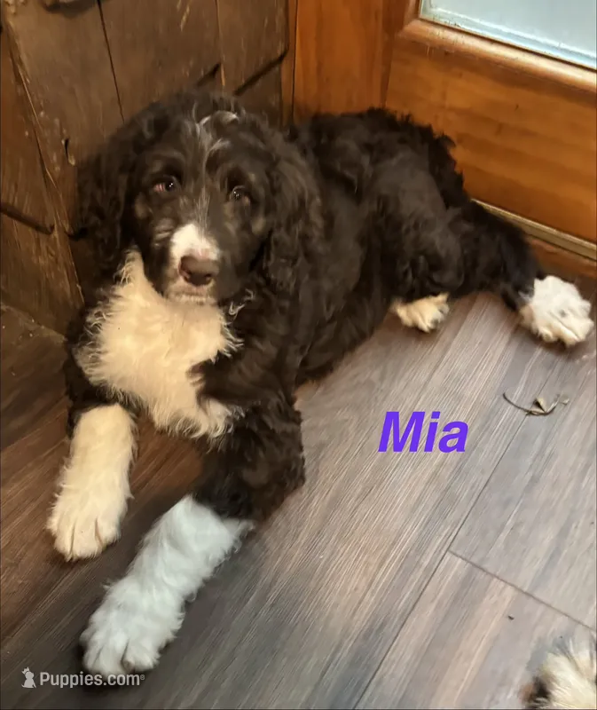 Mia F1B – Bernedoodle, Poodle - Standard  puppy for sale in Harding, PA