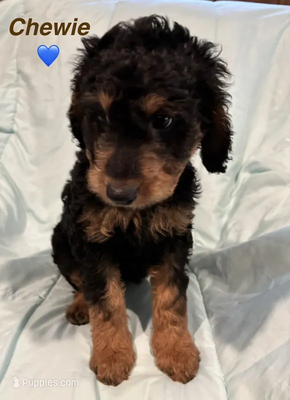 Chewie F1B – Goldendoodle puppy for sale in Harding, PA