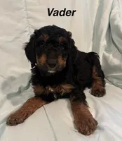 Vader F1B, a male Goldendoodle for sale in Harding, PA – 2 of 5