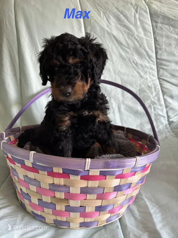 Max – Miniature Bernedoodle puppy for sale in Harding, PA