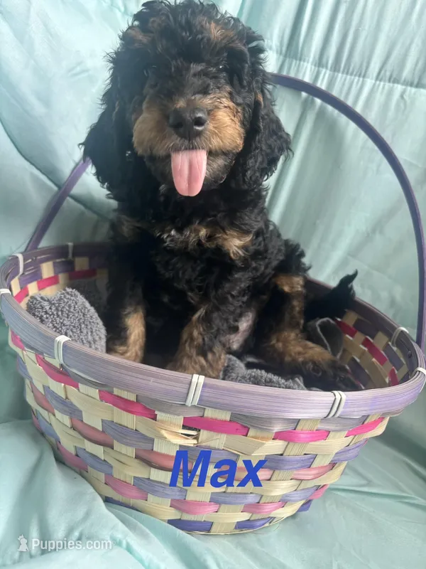 Max – Miniature Bernedoodle puppy for sale in Harding, PA