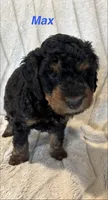 Max, a male Miniature Bernedoodle for sale in Harding, PA – Photo 2 of 4