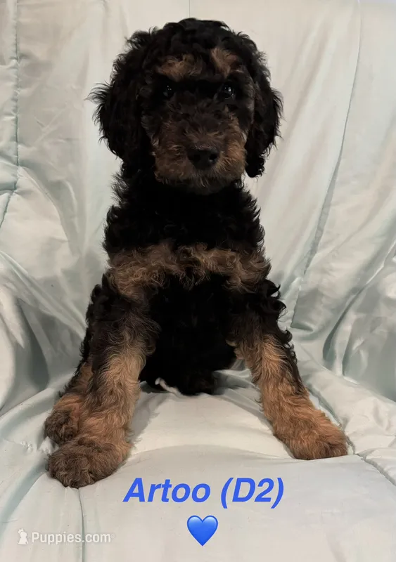 Artoo F1B – Goldendoodle puppy for sale in Harding, PA