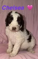 Chelsea F1B, a female Bernedoodle and Poodle - Standard  for sale in Harding, PA – 2 of 2