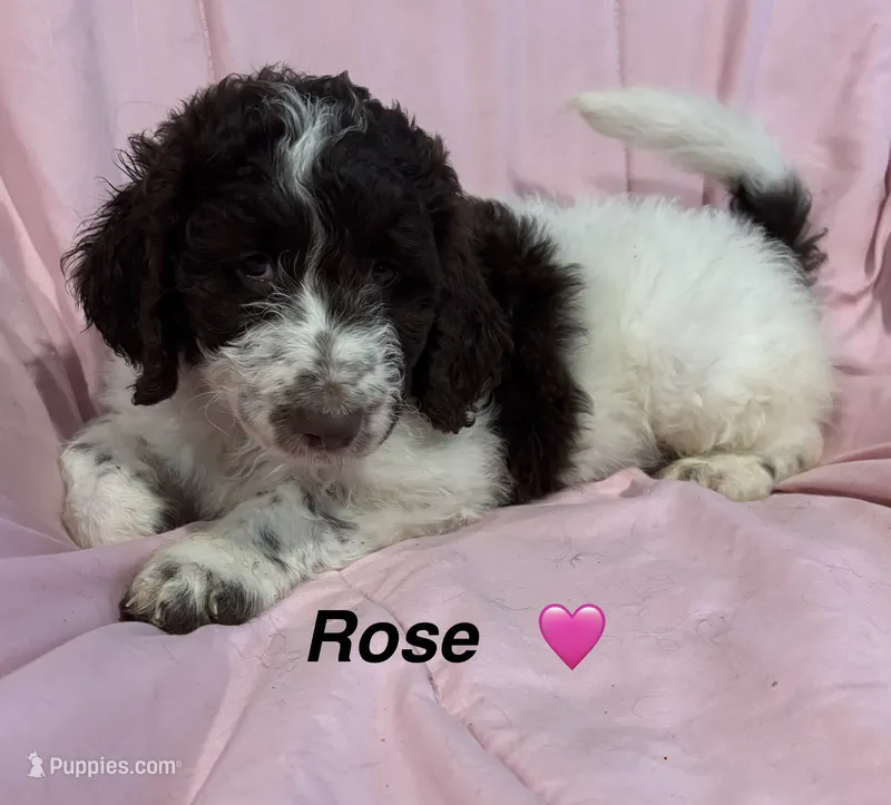 Rose F1B – Bernedoodle, Poodle - Standard  puppy for sale in Harding, PA