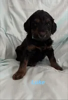 Luke F1B, a male Goldendoodle for sale in Harding, PA – 3 of 5