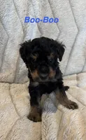 Boo-Boo, a male Miniature Bernedoodle for sale in Harding, PA – Photo 2 of 4