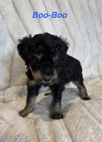 Boo-Boo, a male Miniature Bernedoodle for sale in Harding, PA – Photo 1 of 4