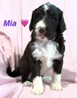 Mia F1B, a female Bernedoodle and Poodle - Standard  for sale in Harding, PA – 2 of 2