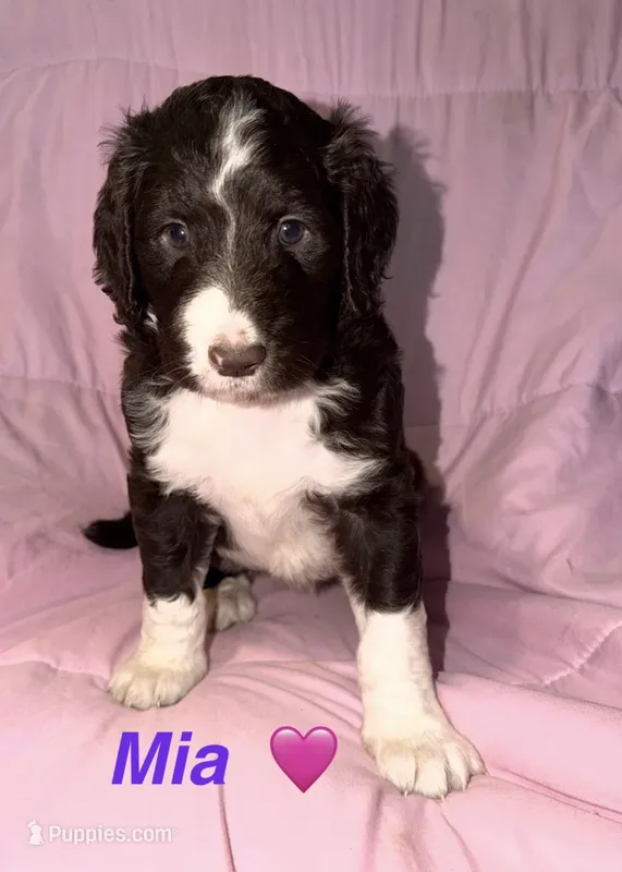 Mia F1B – Bernedoodle, Poodle - Standard  puppy for sale in Harding, PA