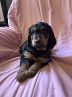 Leia, a female Goldendoodle for sale in Harding, PA – 3 of 5