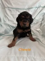 Chewie F1B, a male Goldendoodle for sale in Harding, PA – 3 of 5