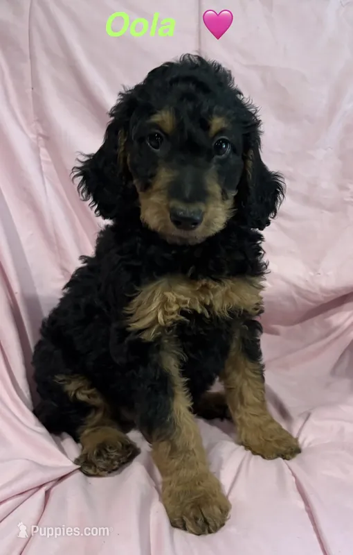 Oola F1B – Goldendoodle puppy for sale in Harding, PA