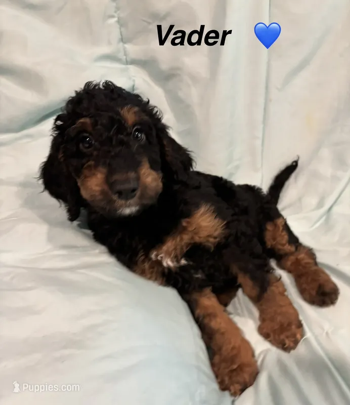 Vader F1B – Goldendoodle puppy for sale in Harding, PA