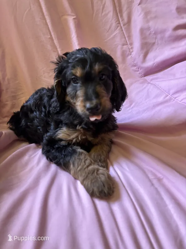 Leia – Goldendoodle puppy for sale in Harding, PA