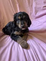 Leia, a female Goldendoodle for sale in Harding, PA – 1 of 5