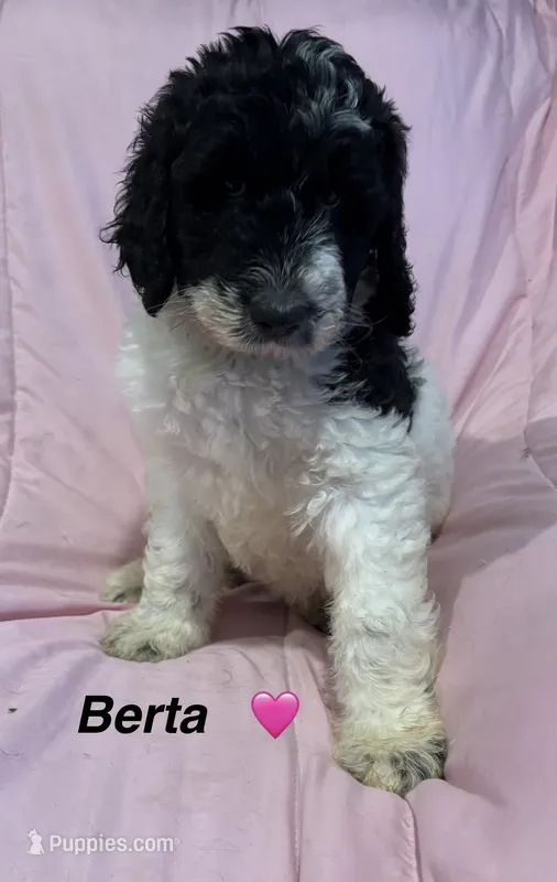 Berta F1B – Bernedoodle, Poodle - Standard  puppy for sale in Harding, PA