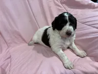 Rose F1B, a female Bernedoodle and Poodle - Standard  for sale in Harding, PA – 2 of 2