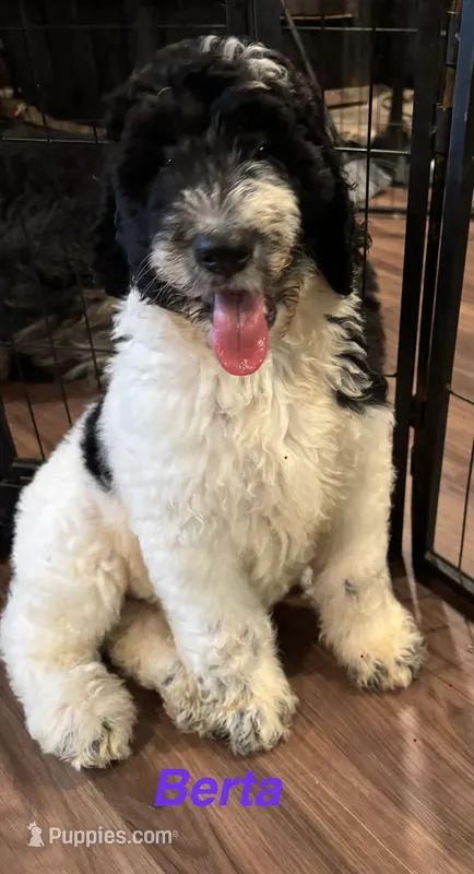 Berta F1B – Bernedoodle, Poodle - Standard  puppy for sale in Harding, PA
