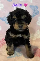 Bella, a female Miniature Bernedoodle for sale in Harding, PA – Photo 2 of 4