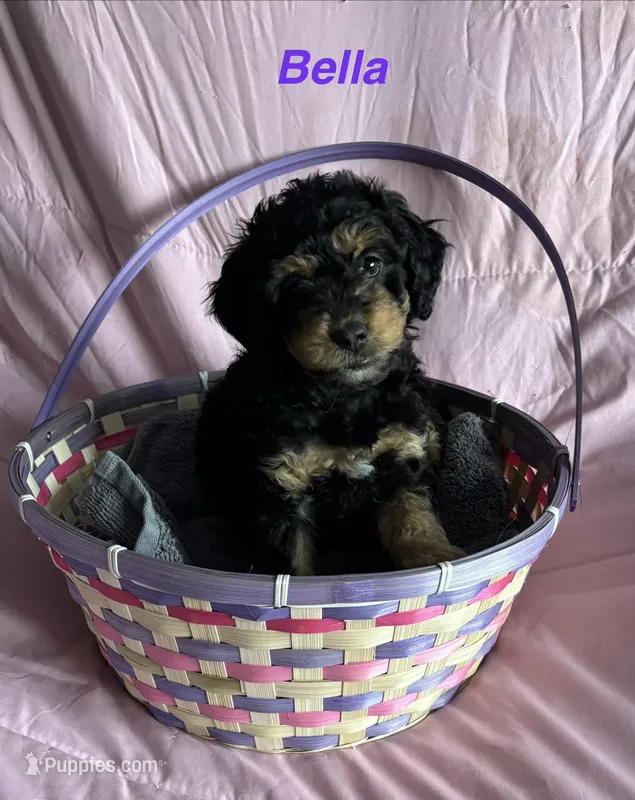 Bella – Miniature Bernedoodle puppy for sale in Harding, PA