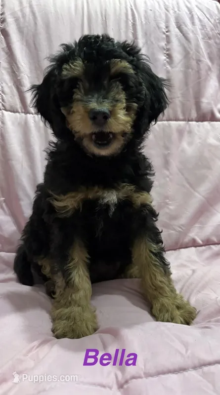 Bella – Miniature Bernedoodle puppy on hold in Harding, PA
