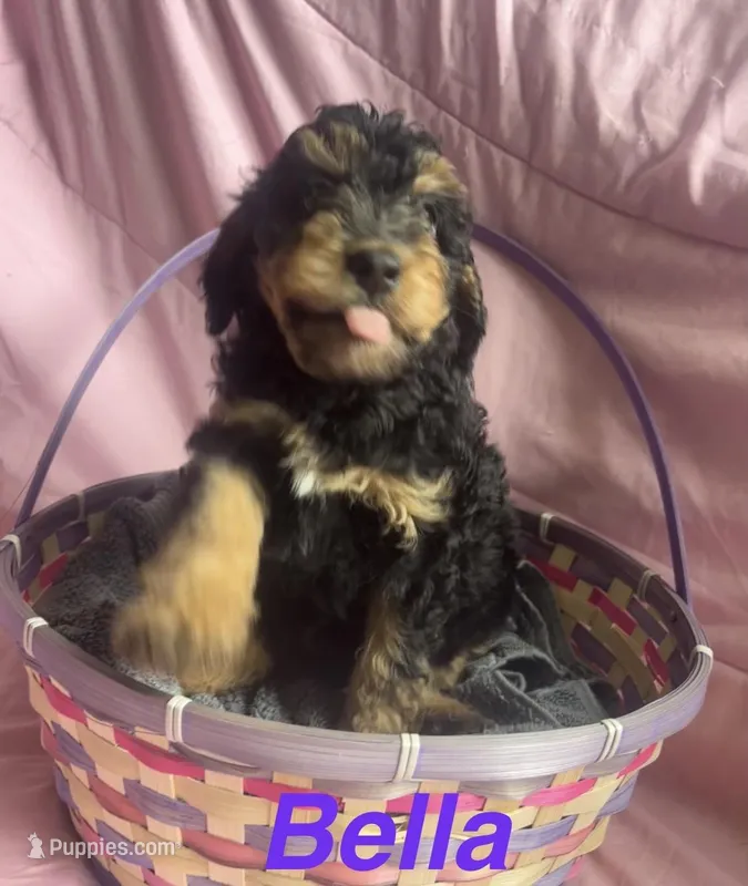 Bella – Miniature Bernedoodle puppy for sale in Harding, PA