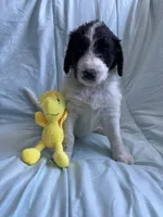 Snoopy, a male Bernedoodle and Poodle - Standard  for sale in Harding, PA – Photo 5 of 8