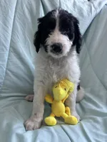 Snoopy, a male Bernedoodle and Poodle - Standard  for sale in Harding, PA – Photo 1 of 8