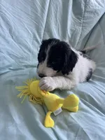 Snoopy, a male Bernedoodle and Poodle - Standard  for sale in Harding, PA – Photo 2 of 8