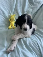 Snoopy, a male Bernedoodle and Poodle - Standard  for sale in Harding, PA – Photo 3 of 8