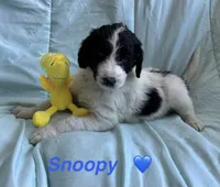 Snoopy, a male Bernedoodle and Poodle - Standard  for sale in Harding, PA – Photo 4 of 8