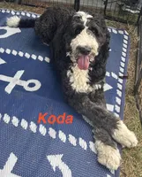 Snoopy, a male Bernedoodle and Poodle - Standard  for sale in Harding, PA – Photo 8 of 8