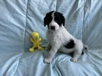 Snoopy, a male Bernedoodle and Poodle - Standard  for sale in Harding, PA – Photo 6 of 8
