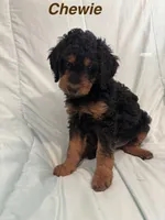 Chewie F1B, a male Goldendoodle for sale in Harding, PA – 2 of 5