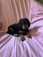 Leia, a female Goldendoodle for sale in Harding, PA – 2 of 5