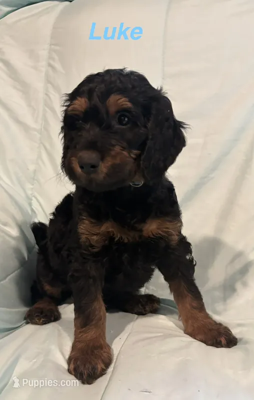 Luke F1B – Goldendoodle puppy for sale in Harding, PA