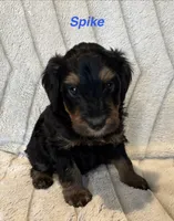 Spike, a male Miniature Bernedoodle for sale in Harding, PA – Photo 2 of 4